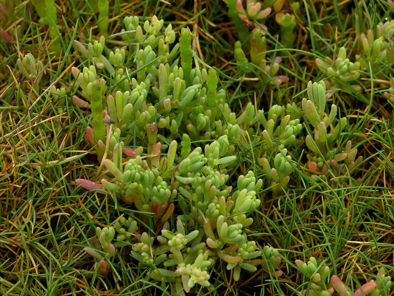 Представитель Семейства Chenopodiaceae